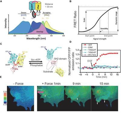 Application of <mark class="highlighted">FRET Biosensors</mark> in Mechanobiology and Mechanopharmacological Screening